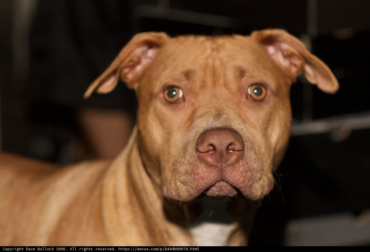 Big-Nosed Bulldog