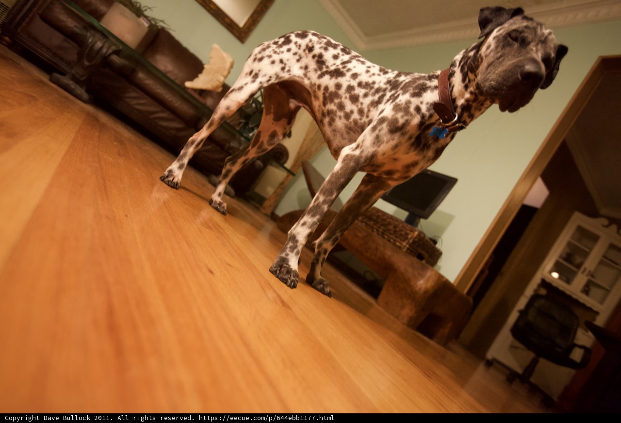 Hardwood Hound