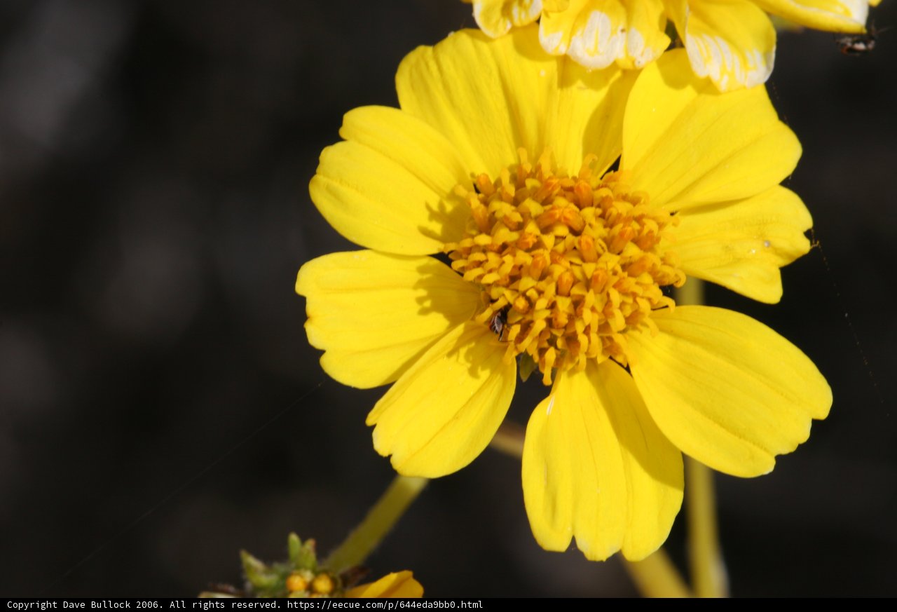 Bzzz...Busy Bee on a Yellow Daisy