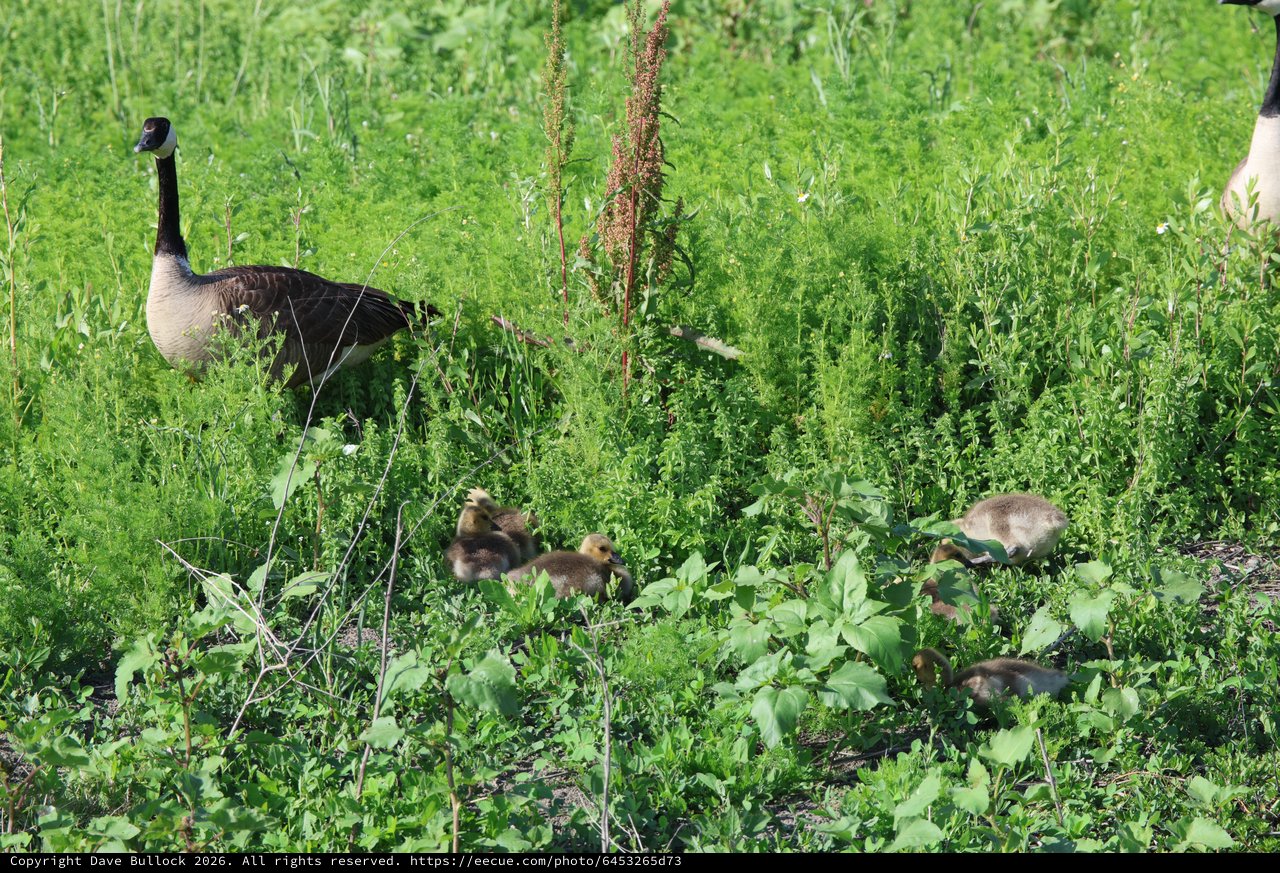 Canada Goose Family Foraging in Lush Wetland Vegetation