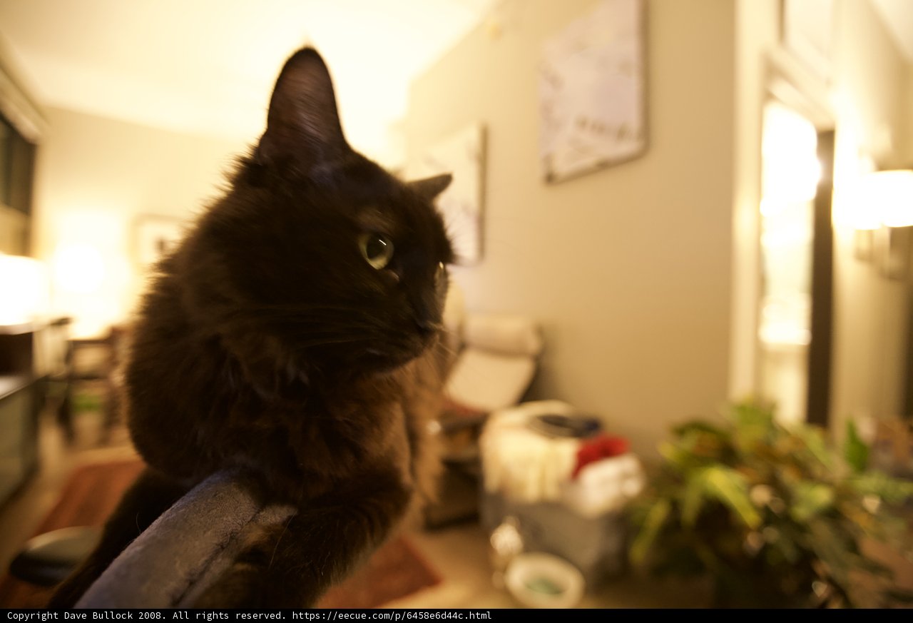 Cat in the Shadows