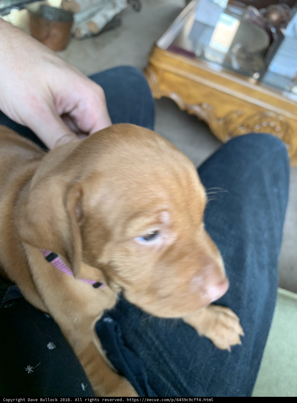 Cute Vizsla Puppy being held