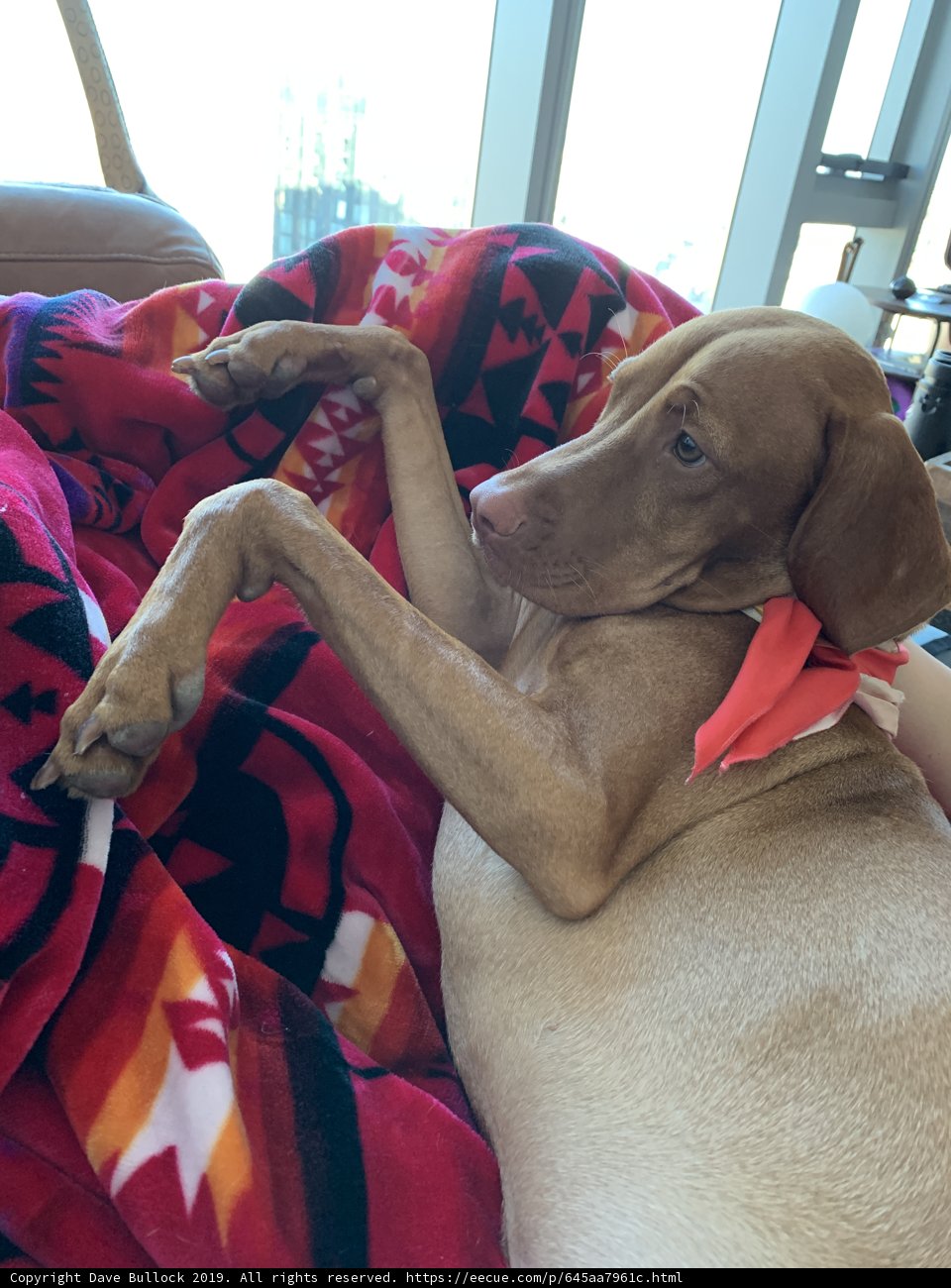 Hound on Linen