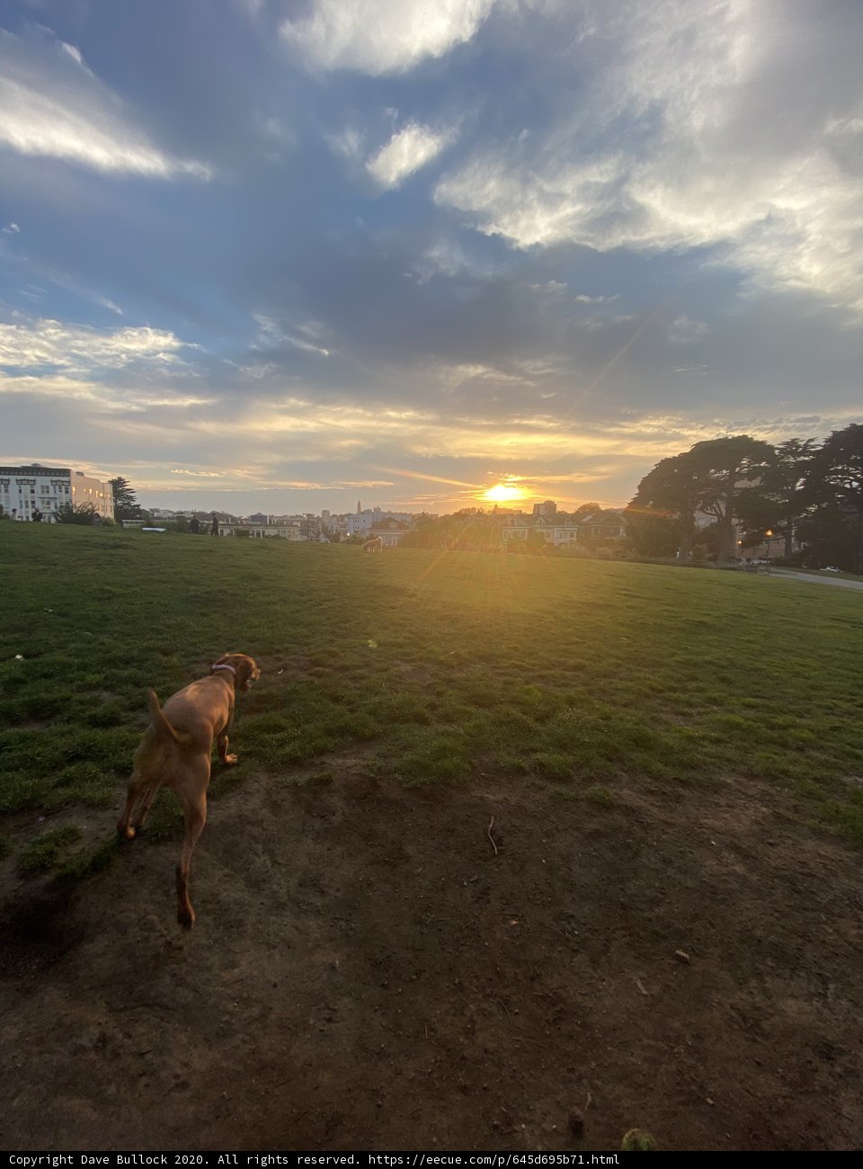 Sunset Run with My Vizsla