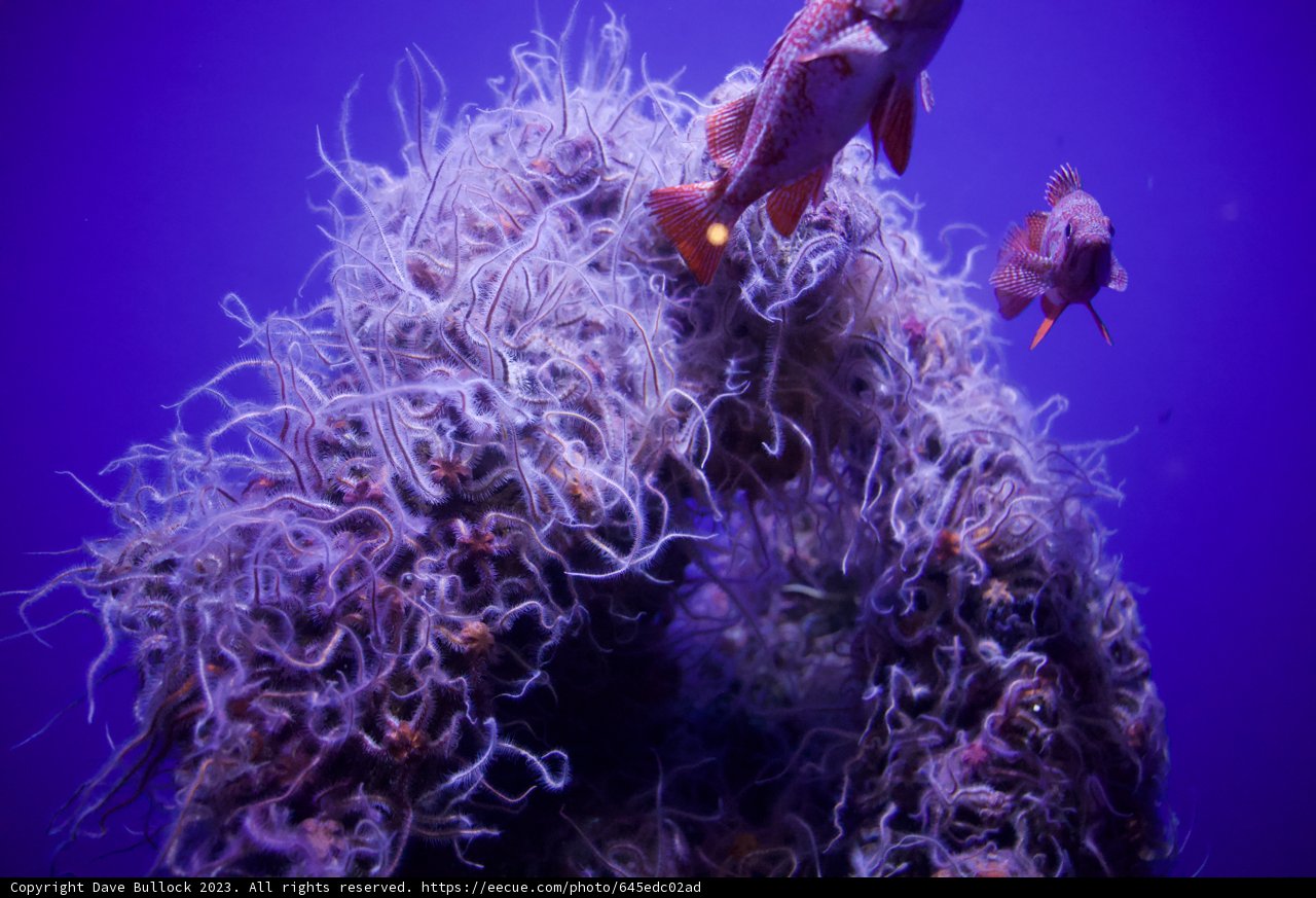 An Underwater Serenade at Monterey Bay Aquarium