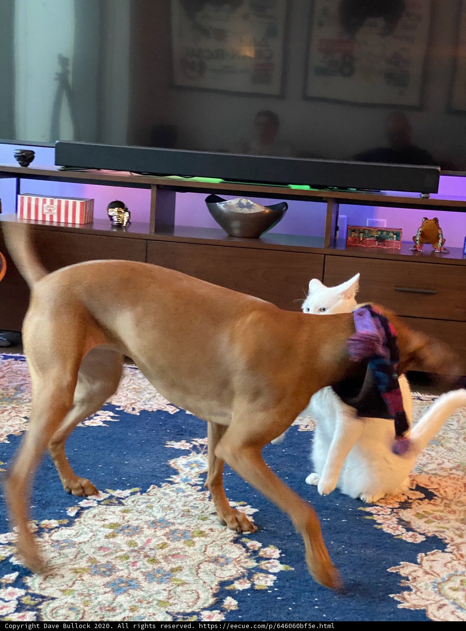 Canine and Feline Fun in San Francisco Living Room