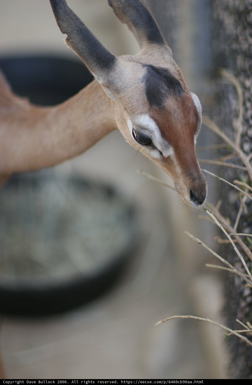 Munching Impala at the Zoo