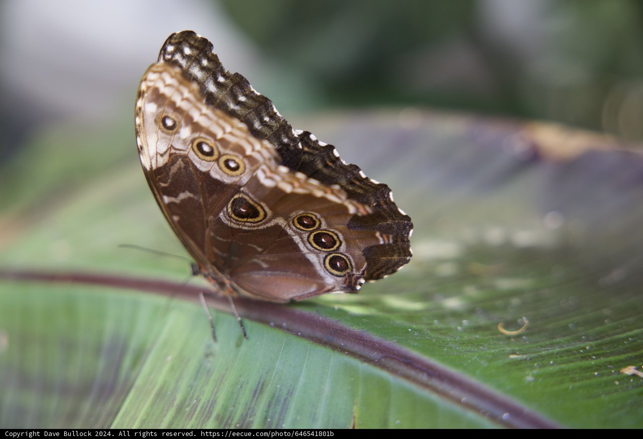 Enchanting Wings of Nature