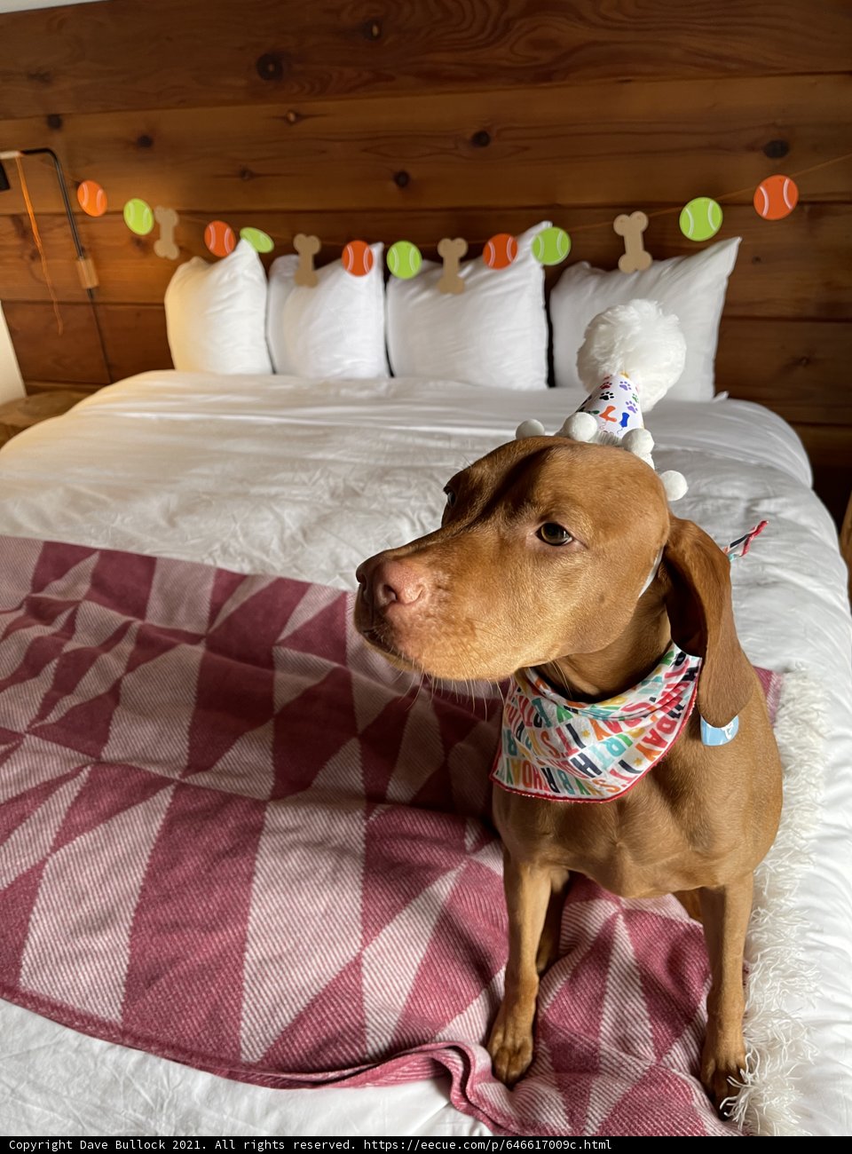 Happy Birthday, Furry Friend!