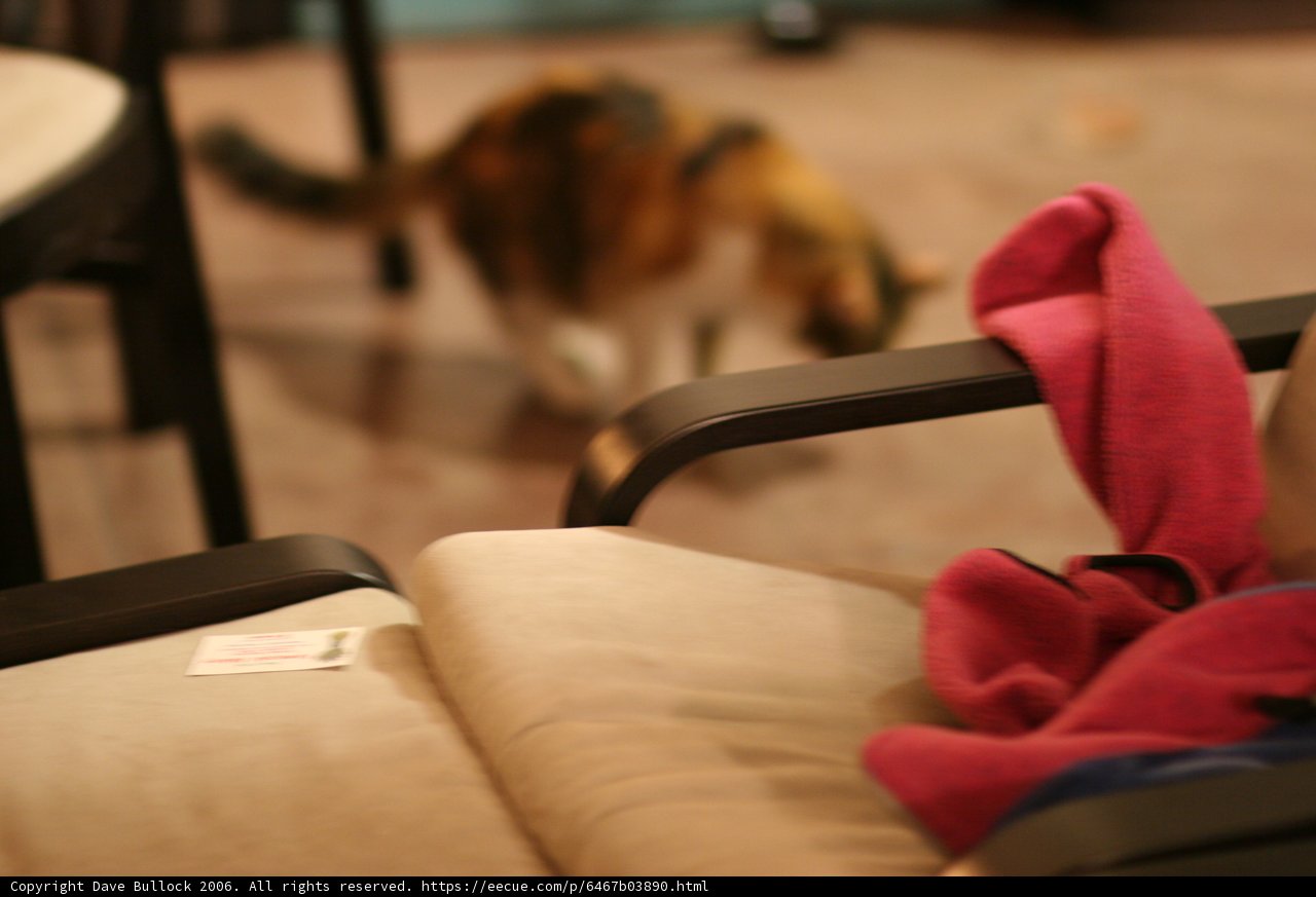 Feline Stroll