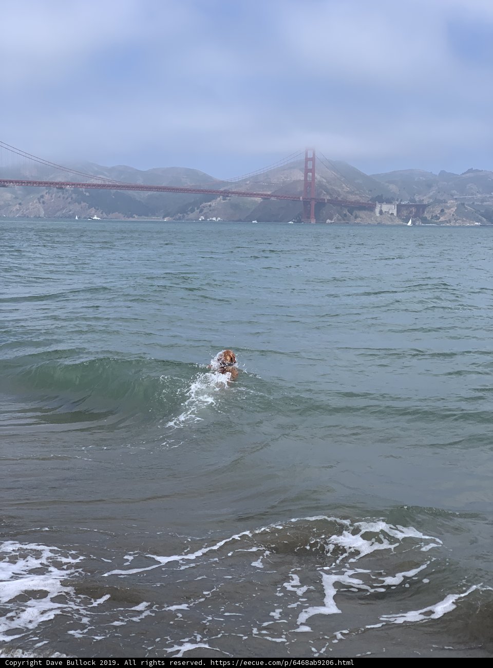 Coastal Canine