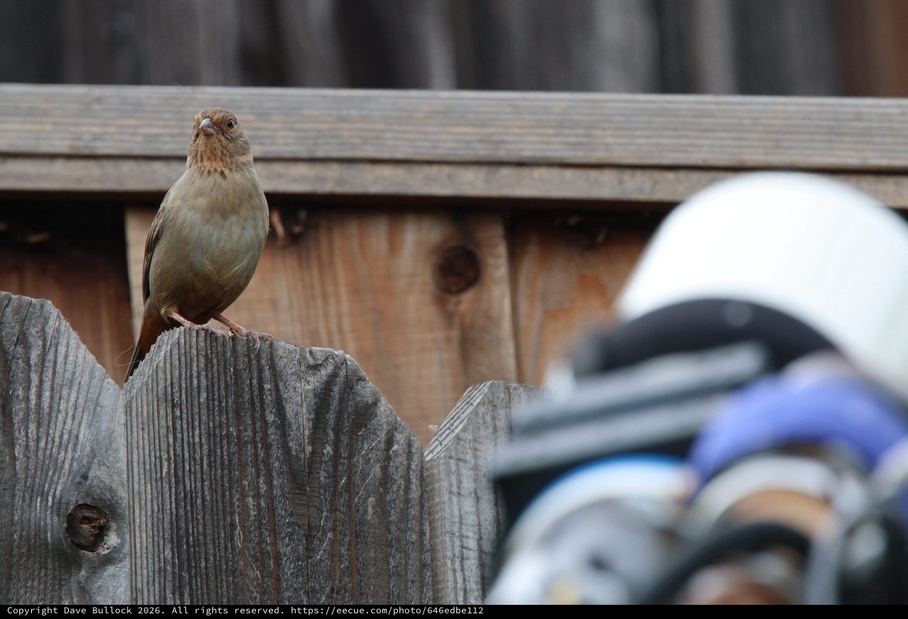 Small Bird Perched on Weathered Wooden Fence