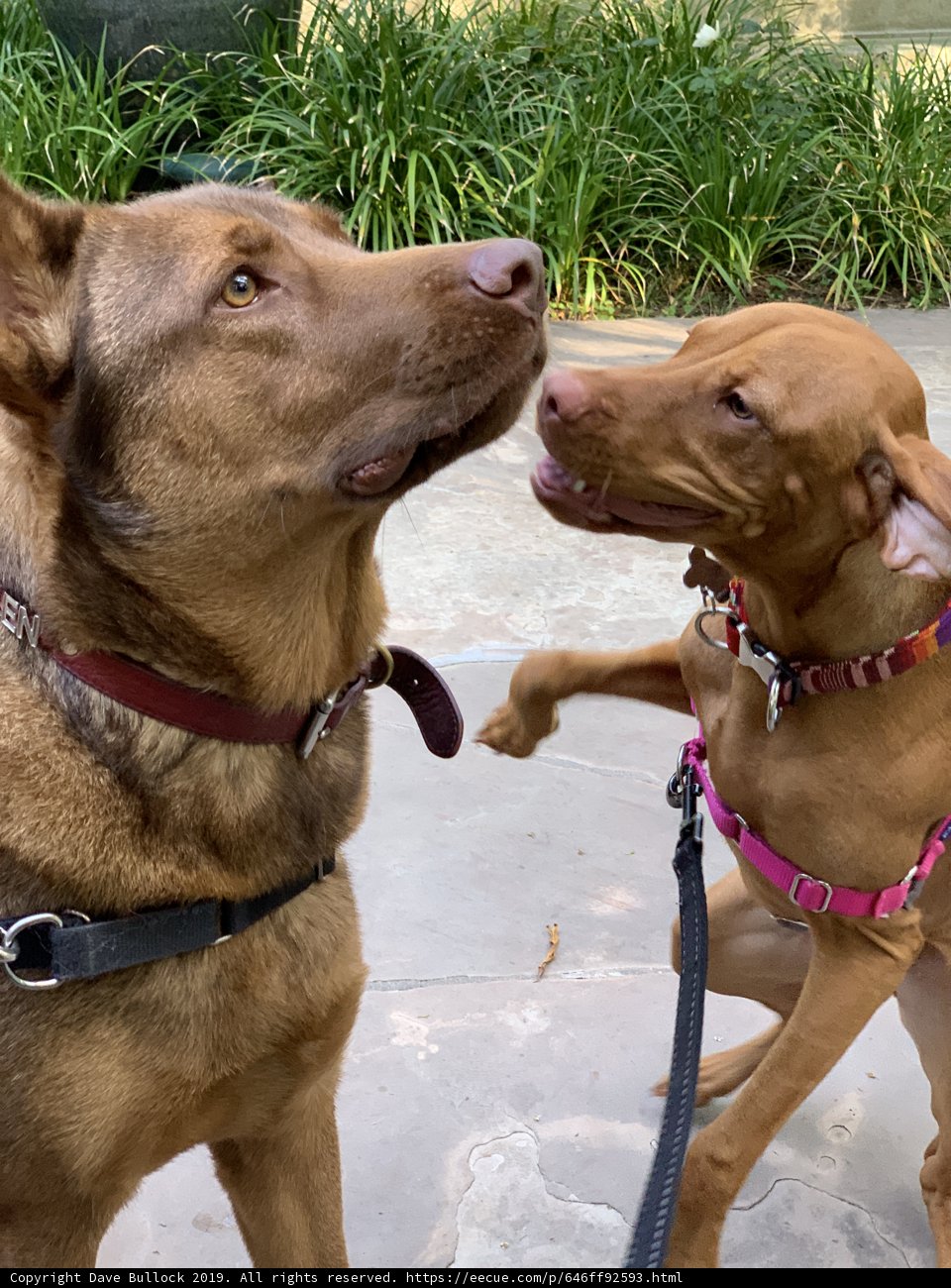 Playtime with Pals