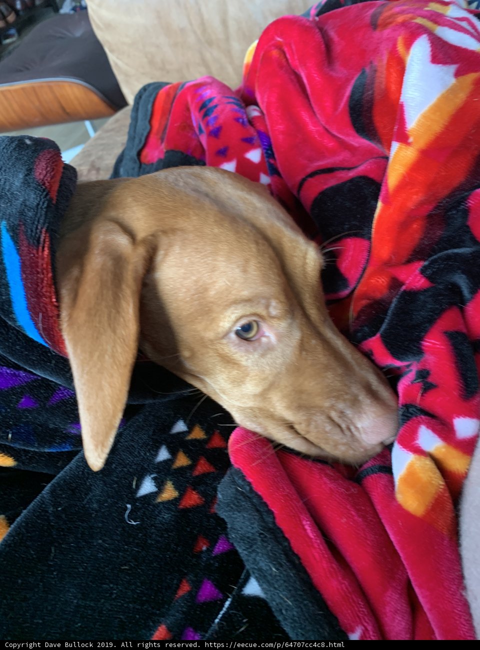 Cozy Blanket Nap with a Furry Friend