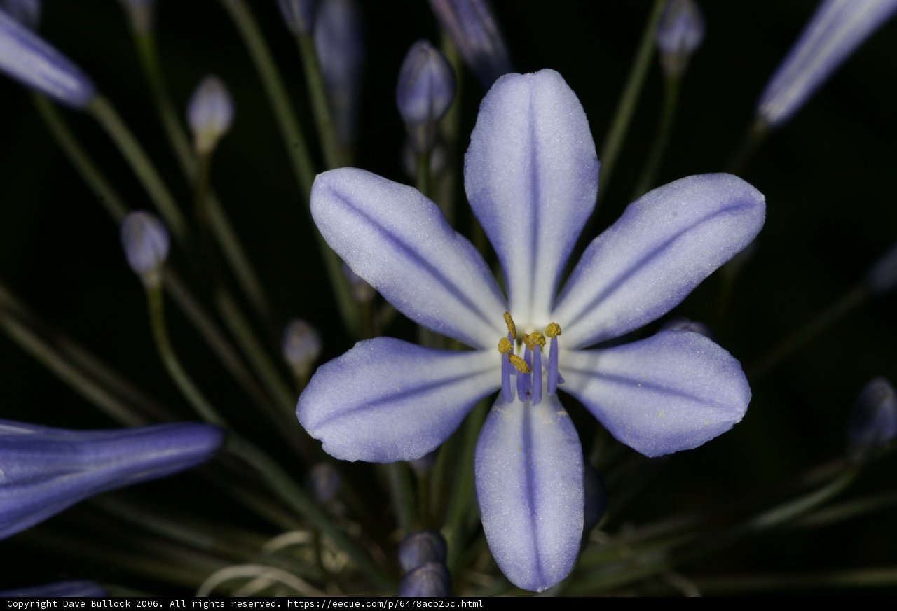 Blue Geranium Flower