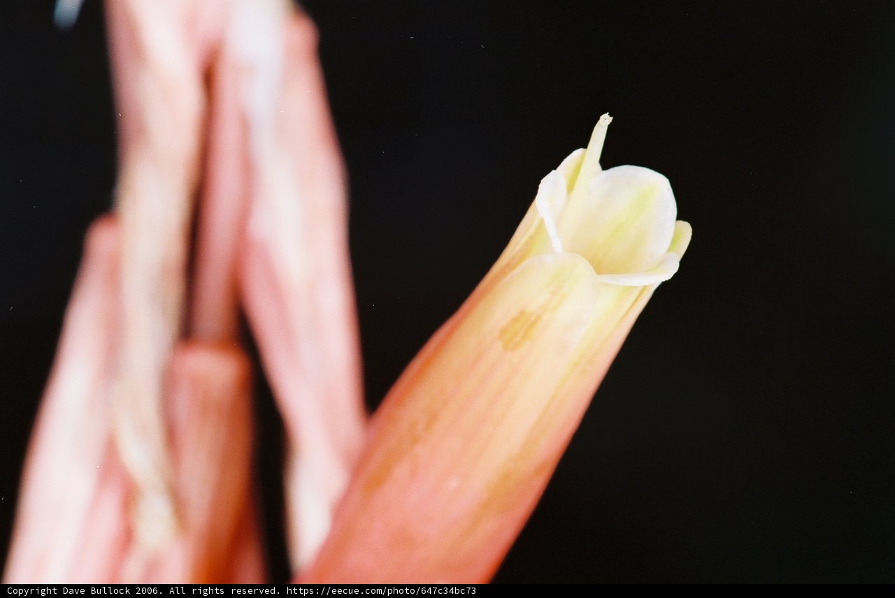 Budding Beauty