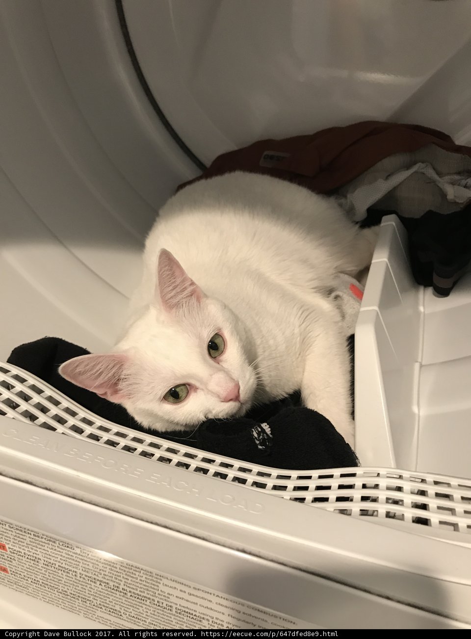 Feline Laundry Day