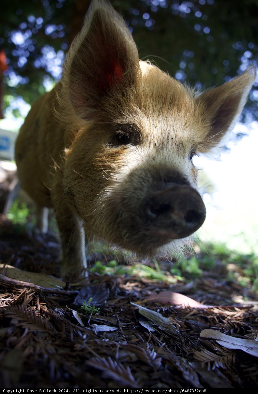 Curiosity in Nature: Earth Day With a Forest Friend