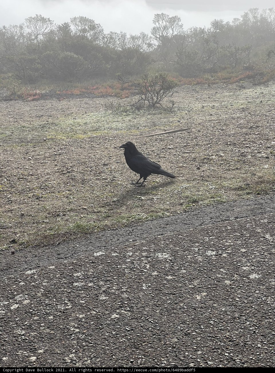 Solitary Blackbird in the Mist