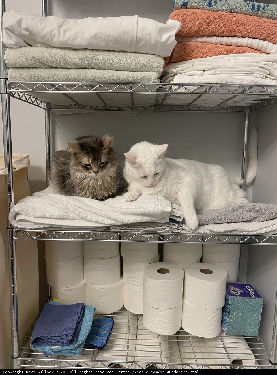 Feline Friends on a Linen Shelf