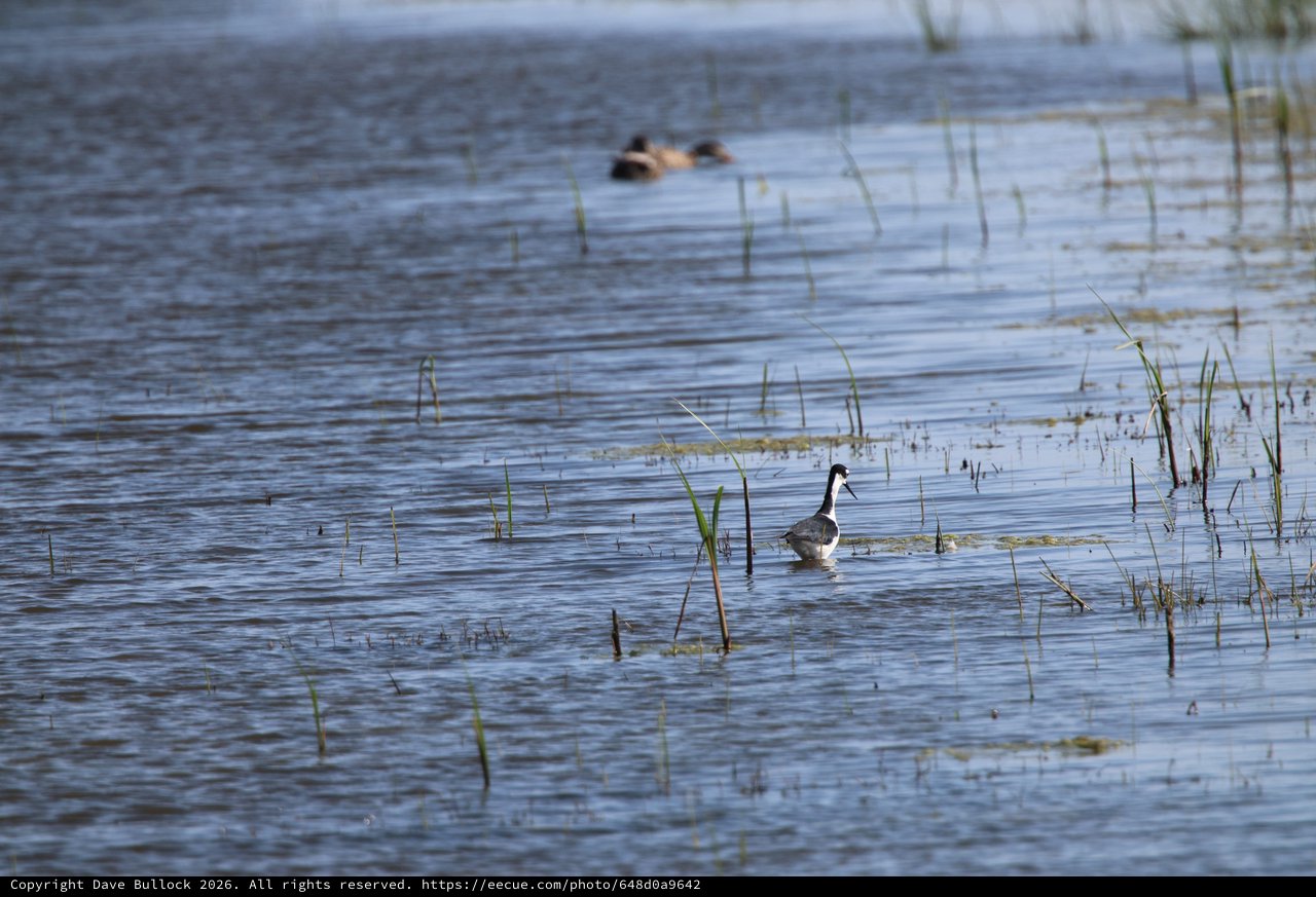 Black-necked Stilt Foraging in Shallow Wetland Waters