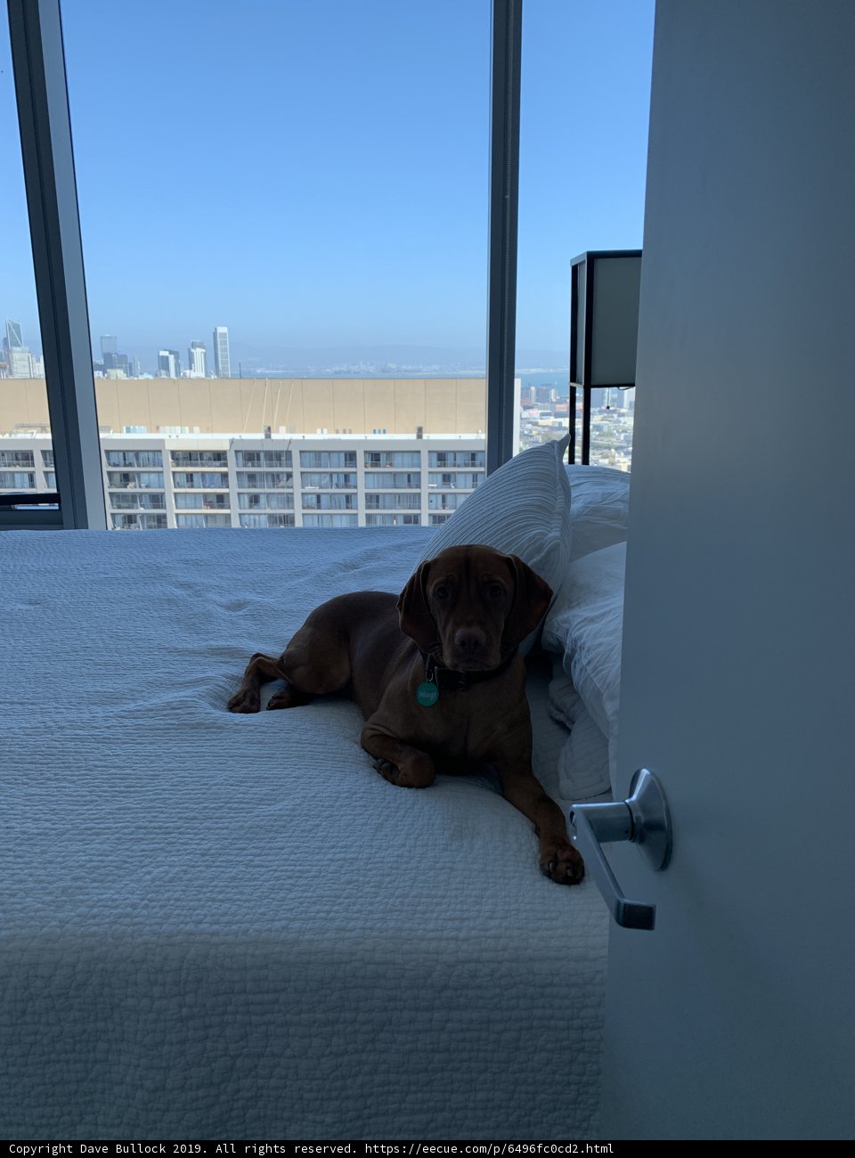 City Living Canine Companion