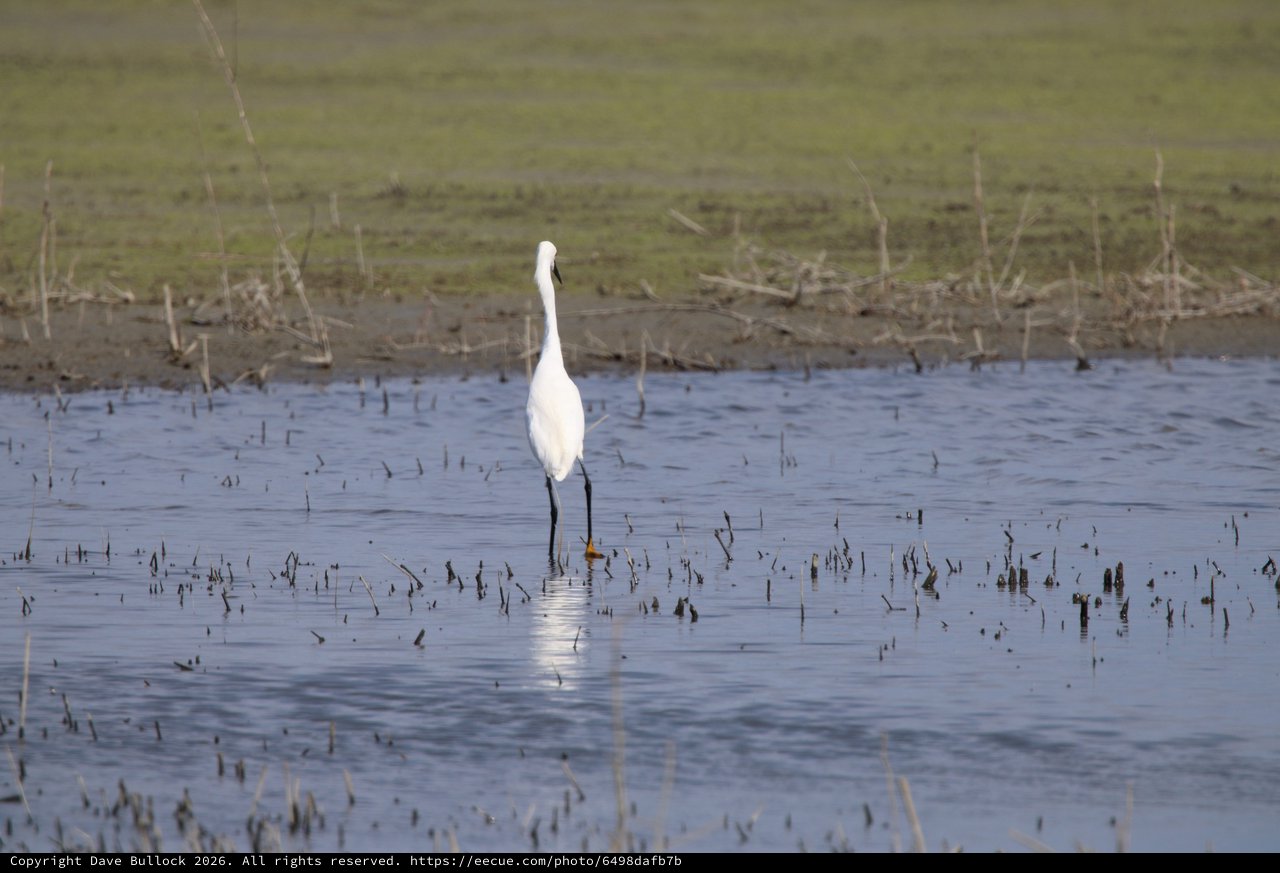 Great Egret Wading in Flooded Agricultural Wetland