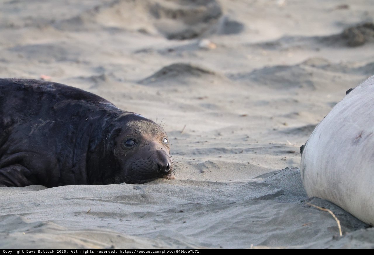 Young Elephant Seal Pup Resting on Sandy Beach