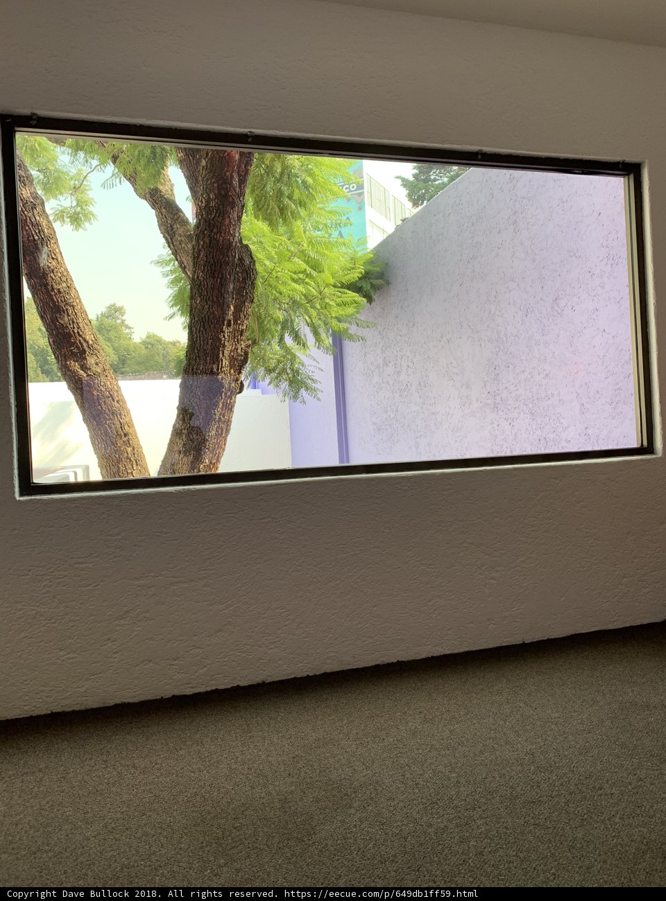 Tree in the Window
