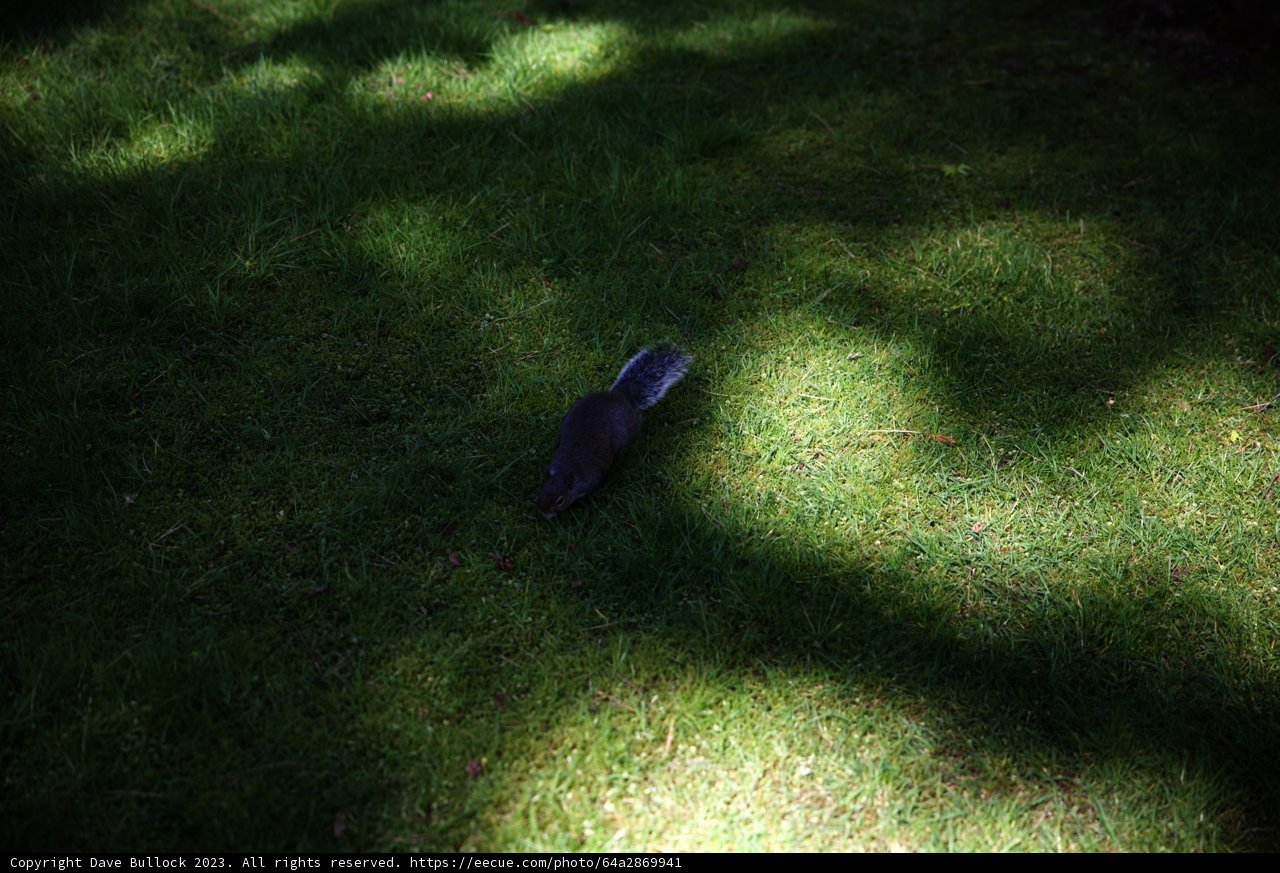 Squirrel Stroll in Japanese Tea Garden