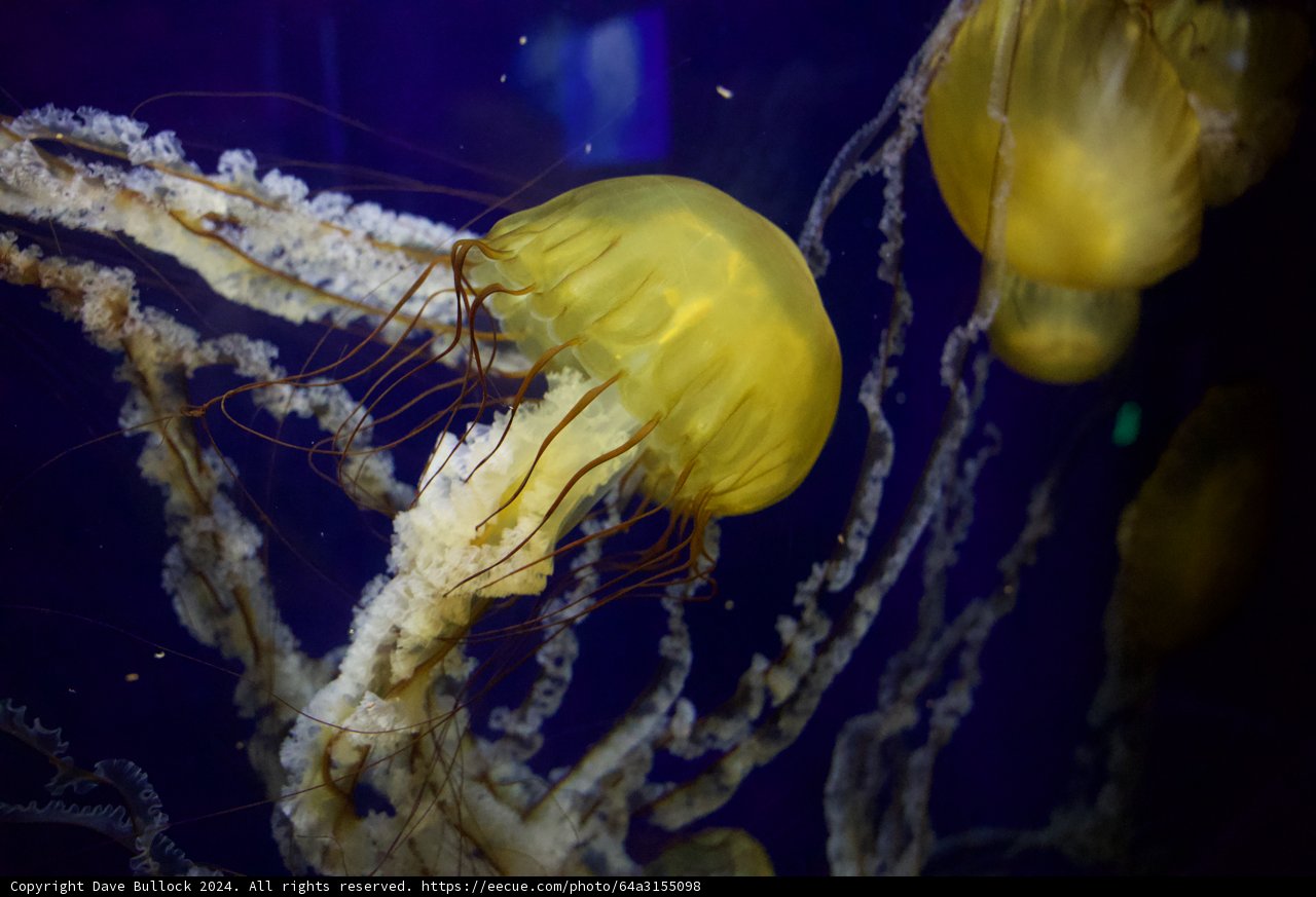 Ethereal Beauty of the Deep