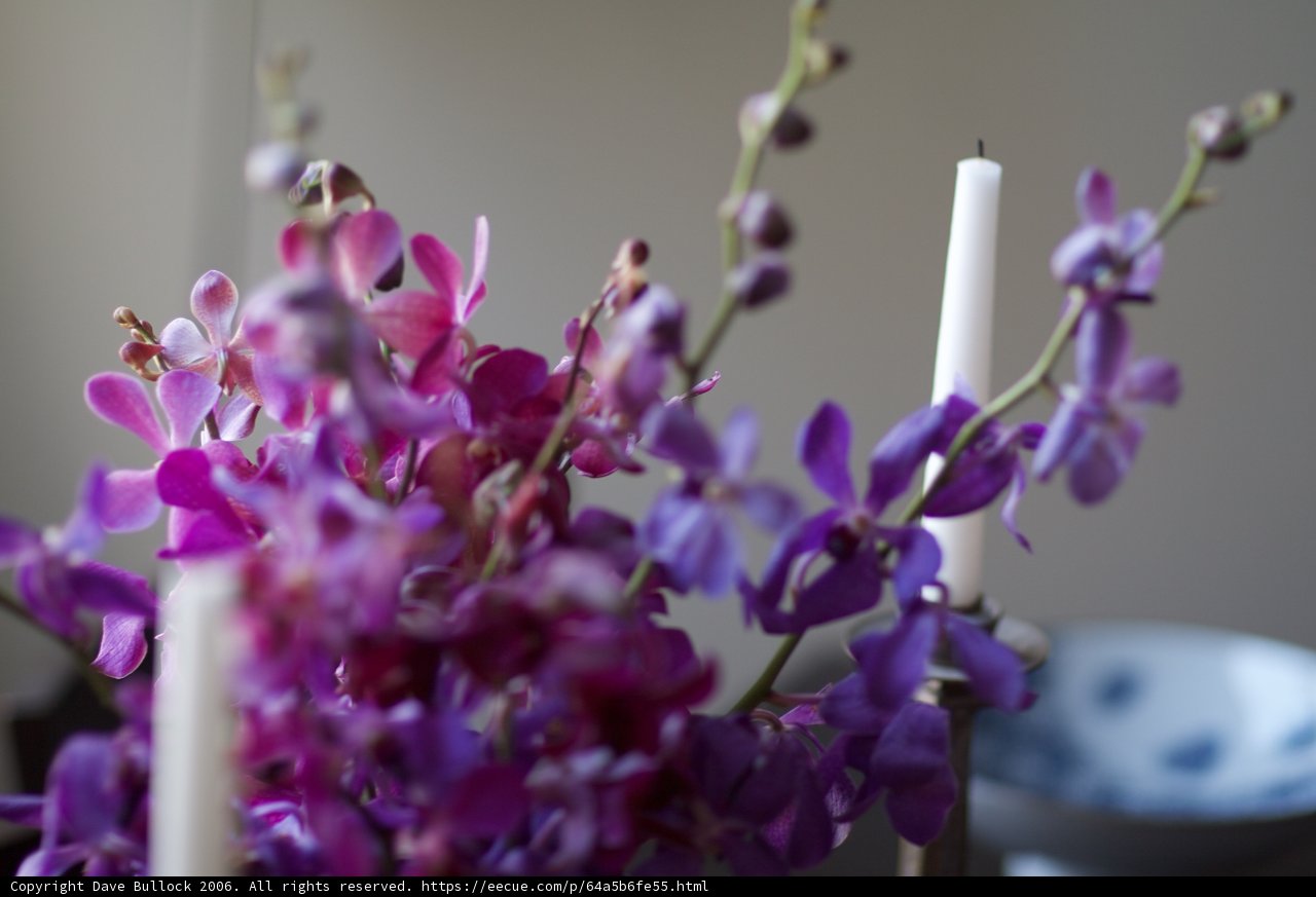 'Purple Paradise'
