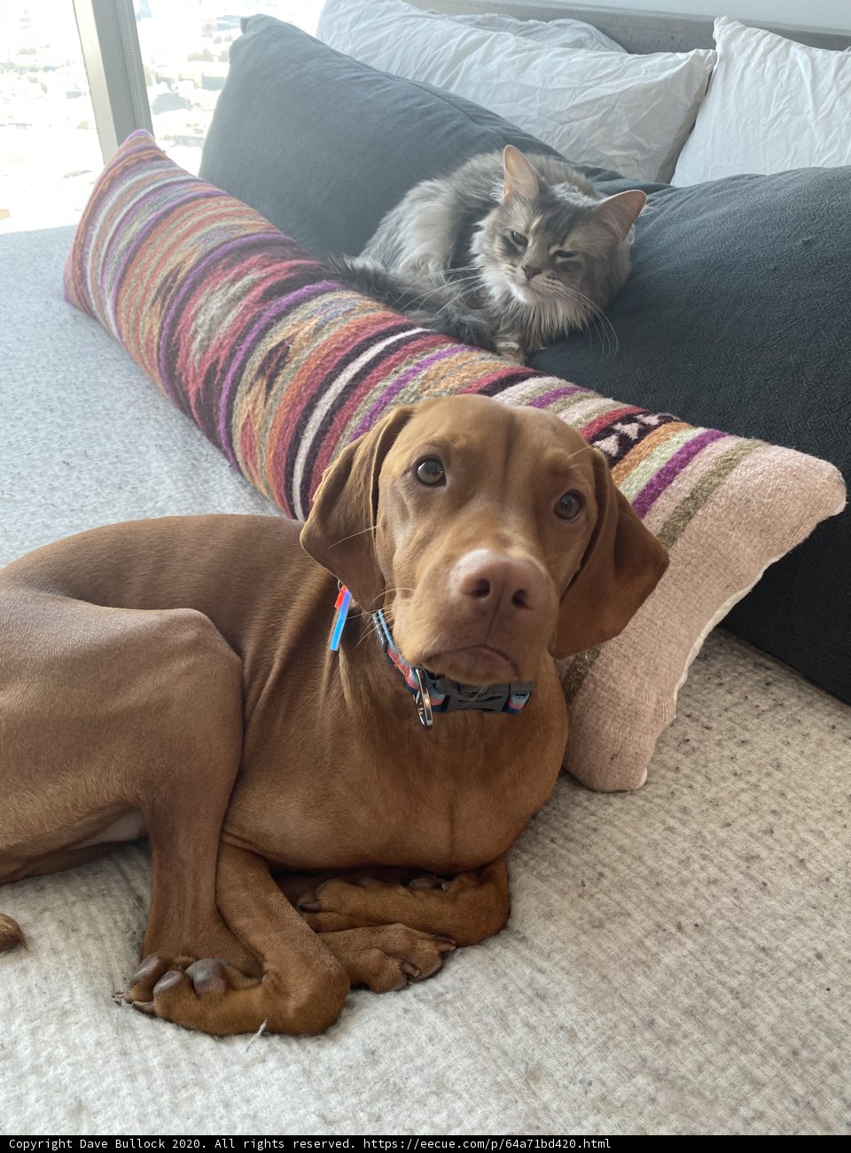 Bed Buddies
