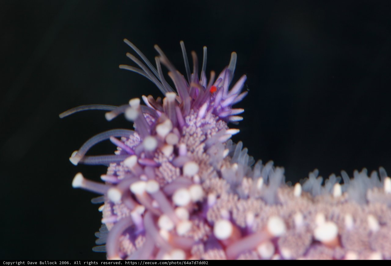 Vibrant Purple Sea Anemone Enlivens Coral Reef