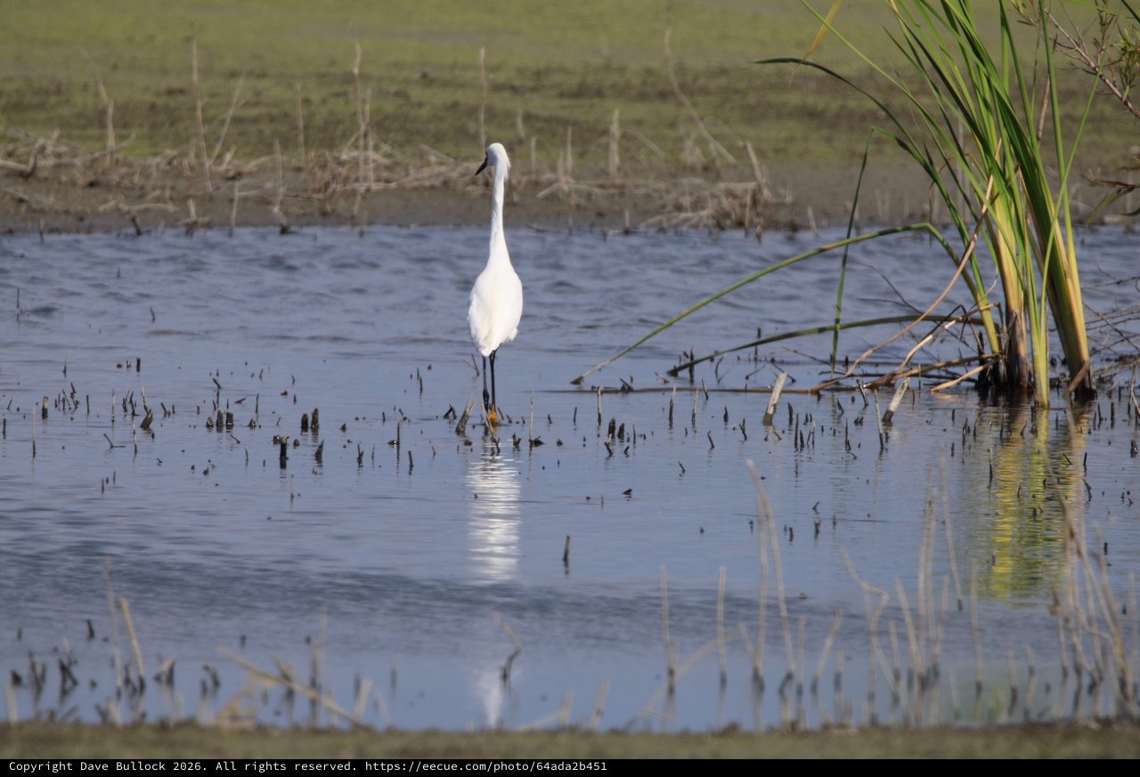 Solitary White Egret Wading in Shallow Wetland Waters