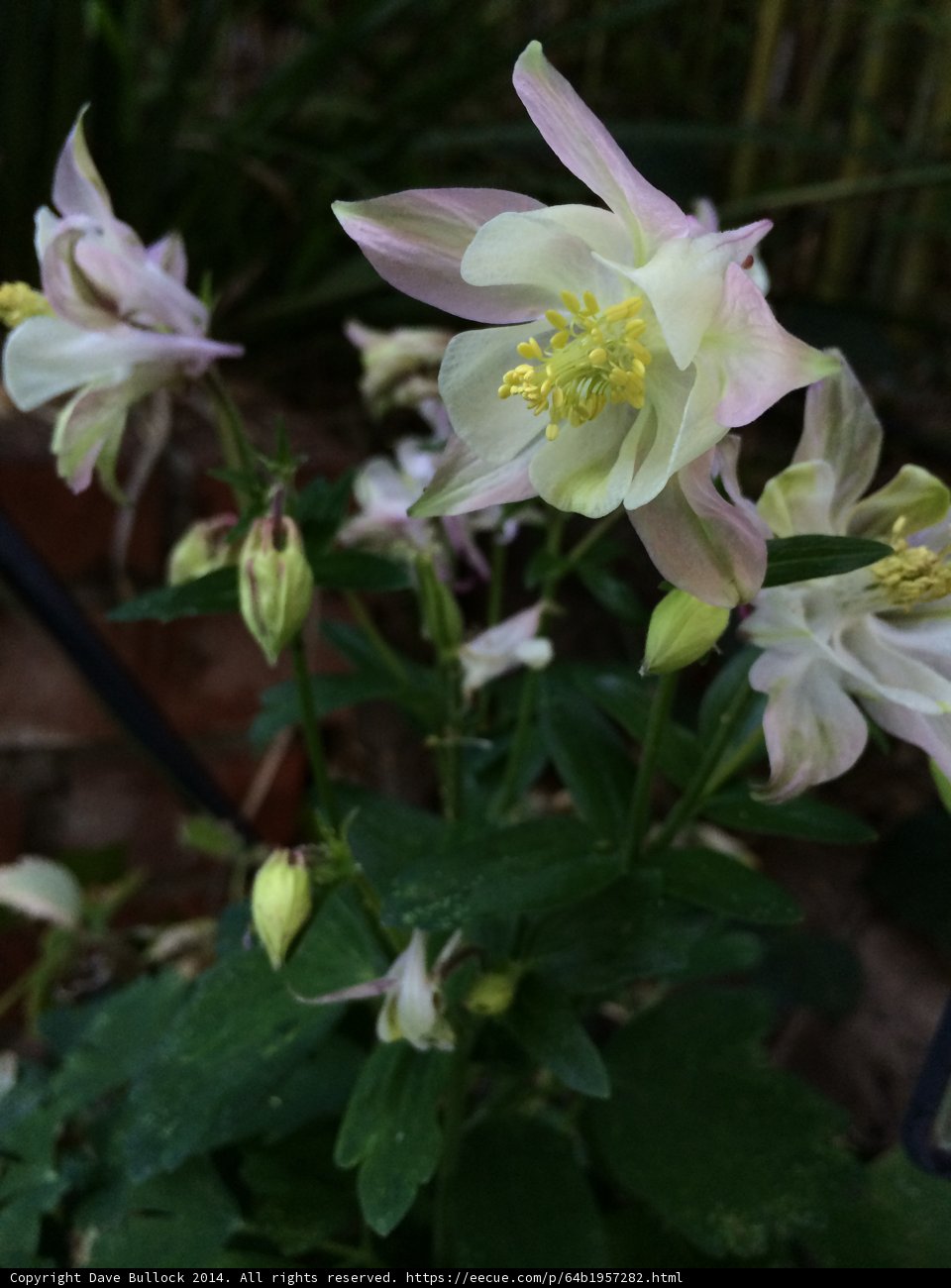 Pink and White Geranium Flowers