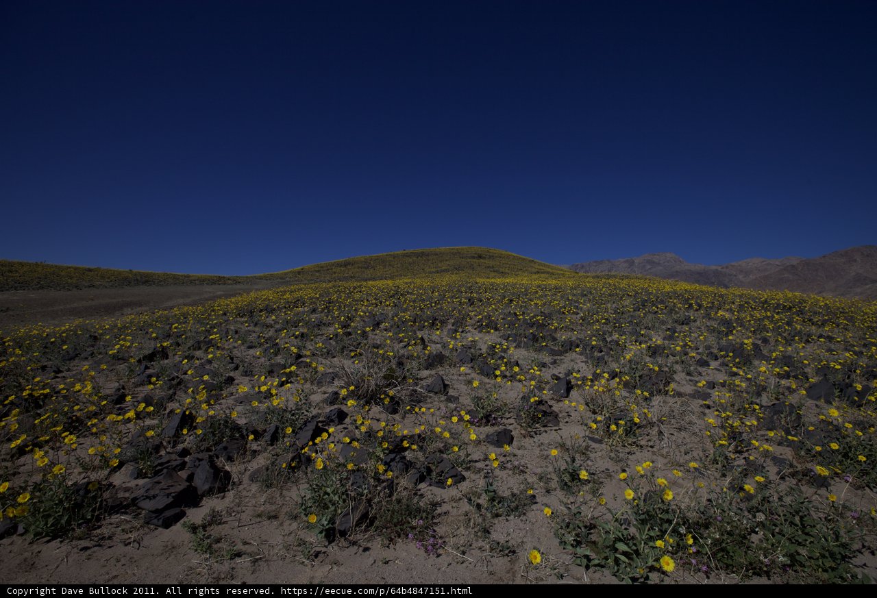 Sun-kissed Yellow Field