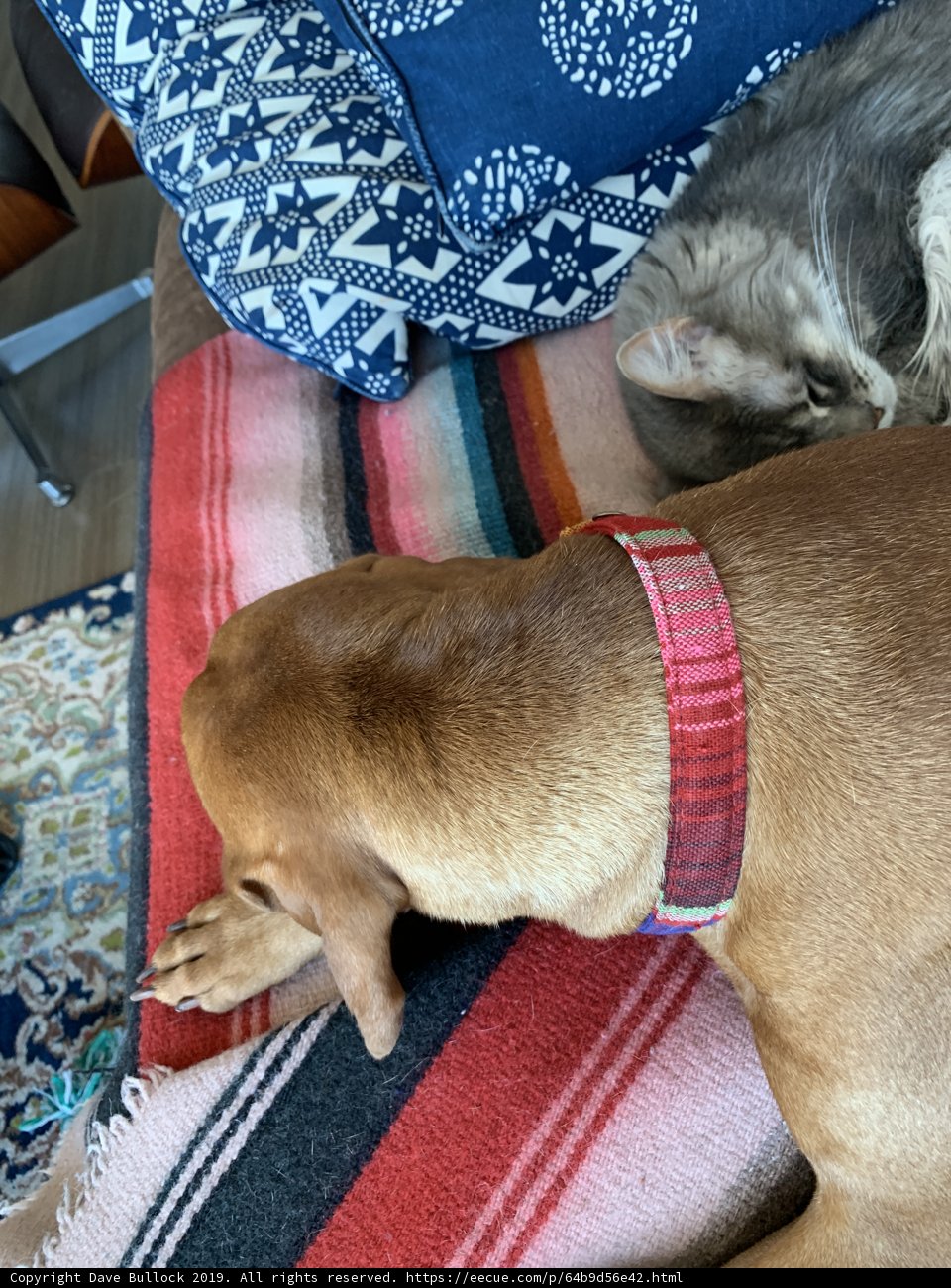 Furry Friends Relaxing at Home