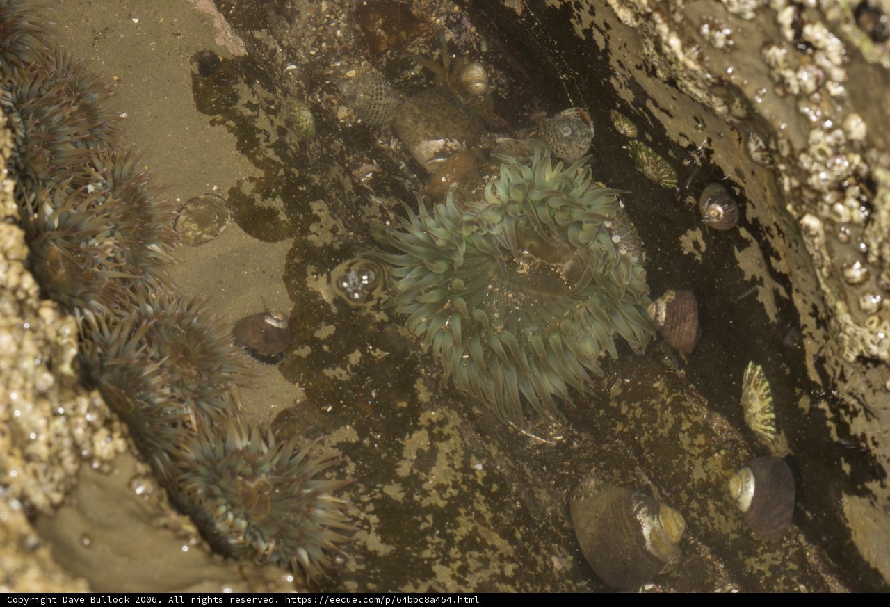 Sea Urchin Gathering