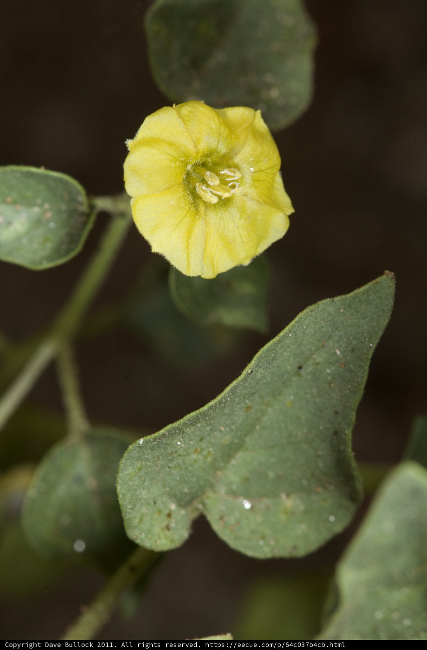 Lone Yellow Flower