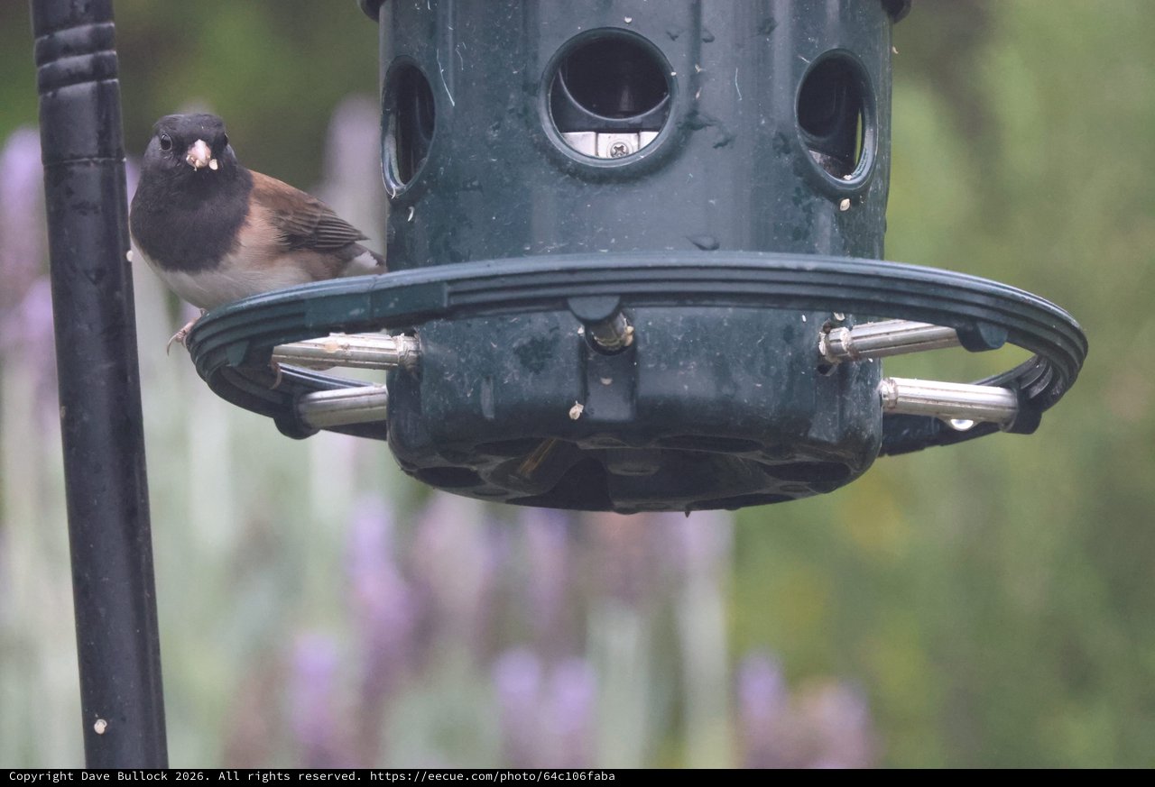 Dark-Eyed Junco Perched at Green Tube Feeder