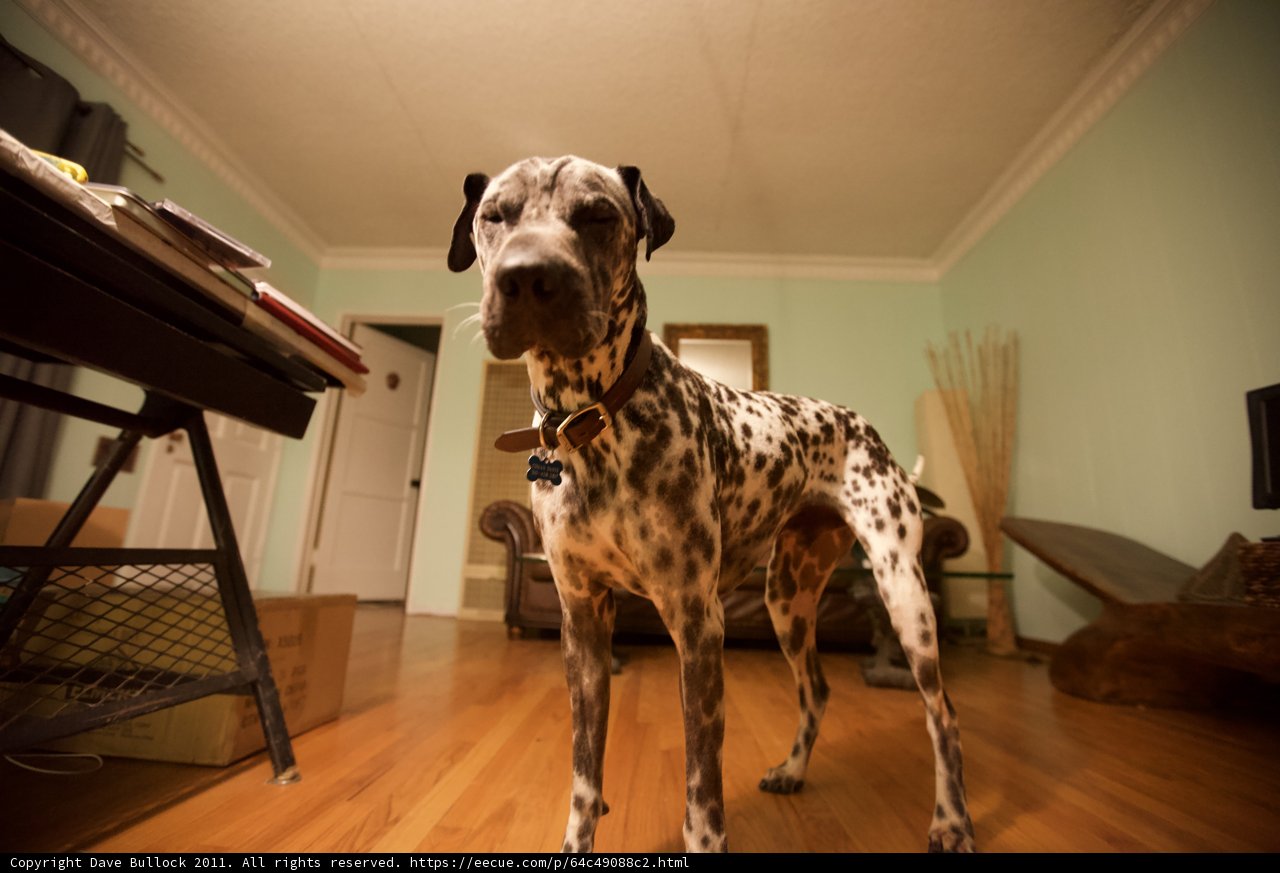 Dalmatian Dog in a Wood-Floor Living Room