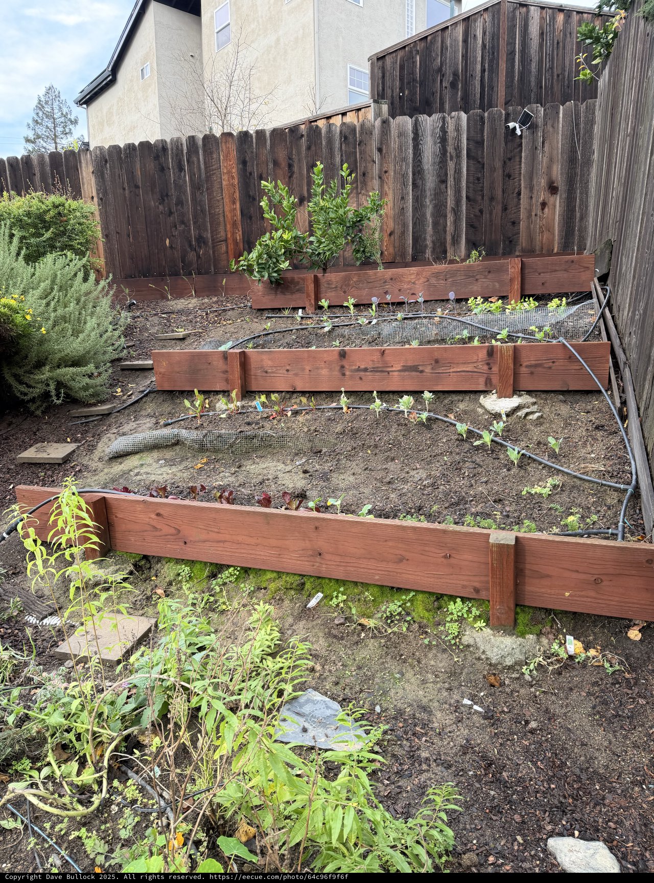 Aerial View of Weathered Garden Bed with Wooden Borders