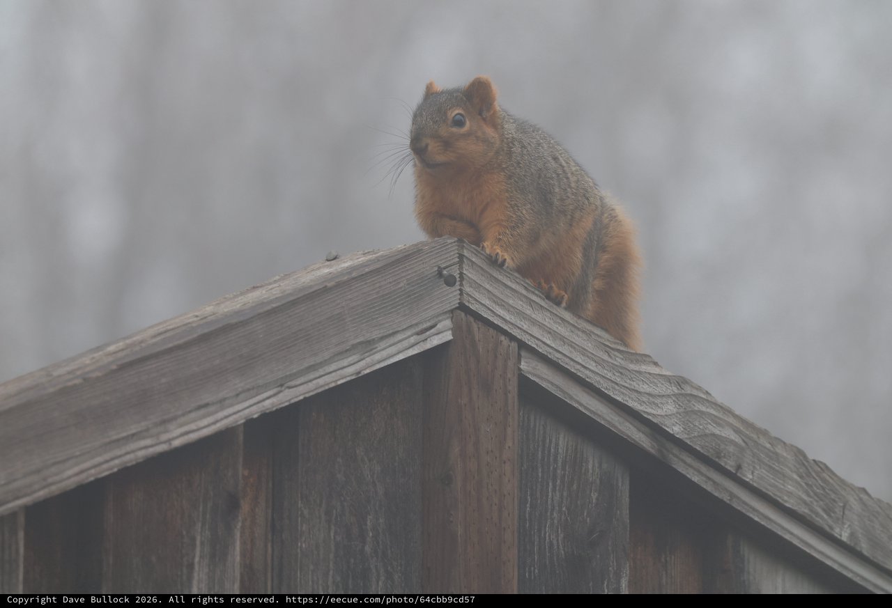 Fox Squirrel Perched on Wooden Feeder in Fog