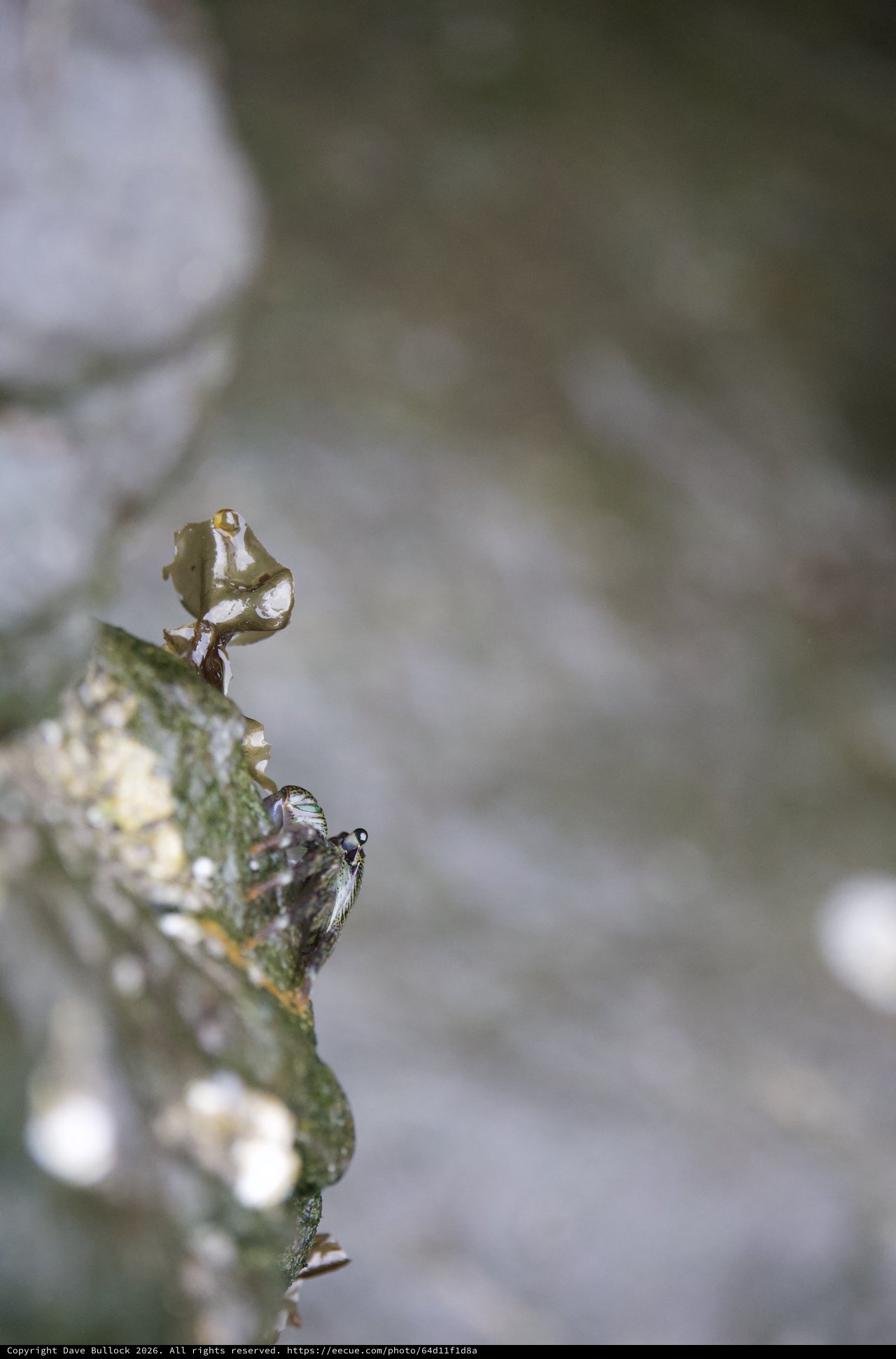 Tiny Fly Perched on Tide Pool Seaweed Edge