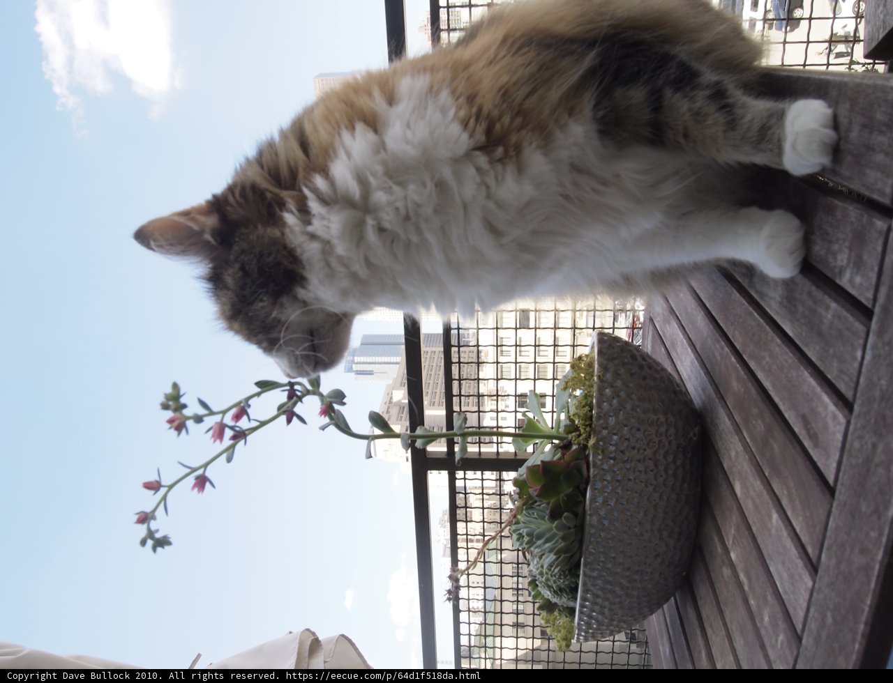 Feline Fascination with Flowers