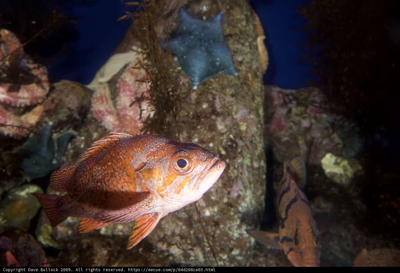 Snapper Swimming Among Colorful Rocks in Aquarium