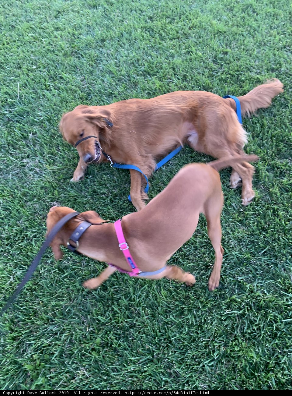 Playful Pups at Pier 27