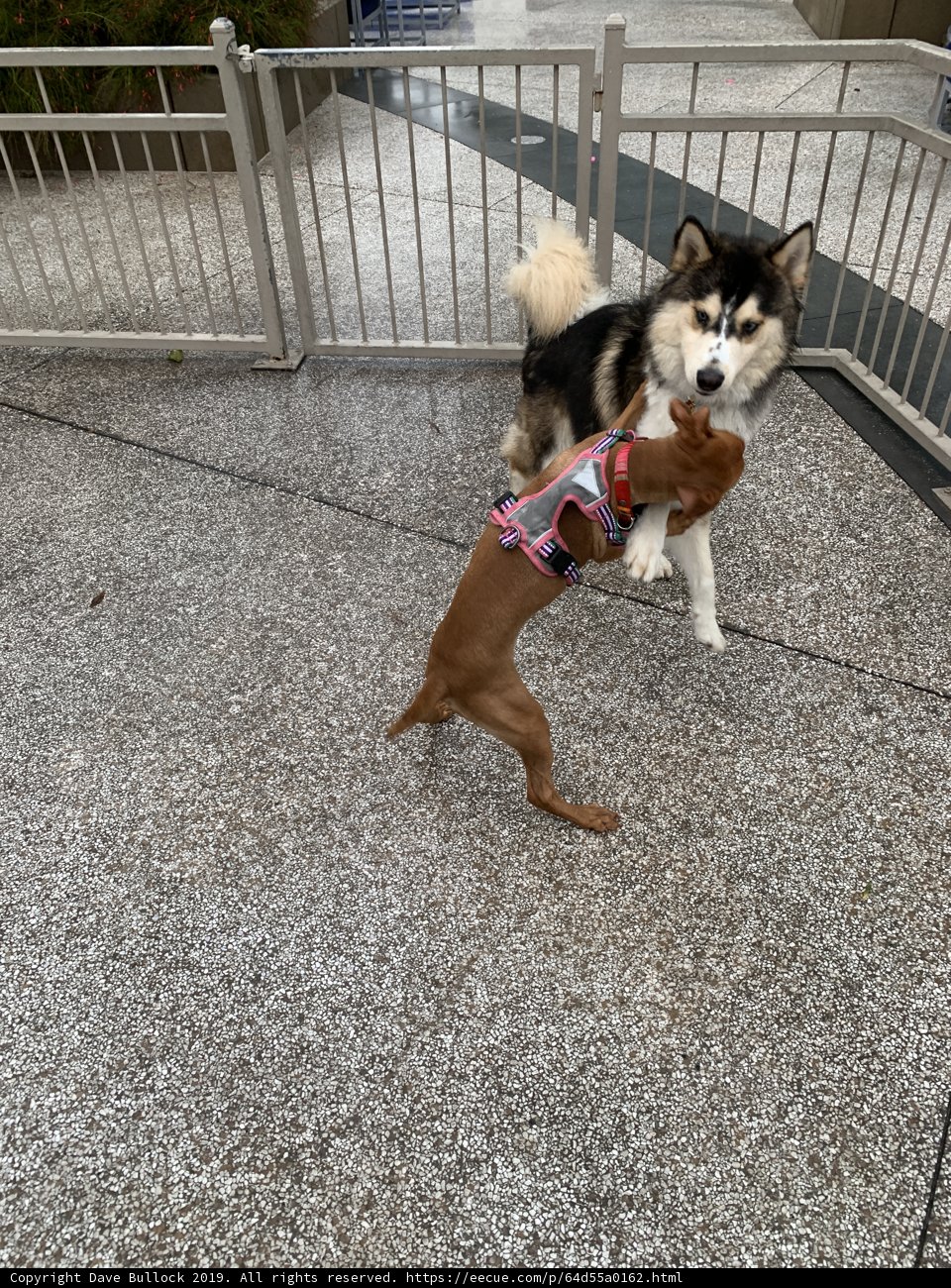 Playful Husky in the Park