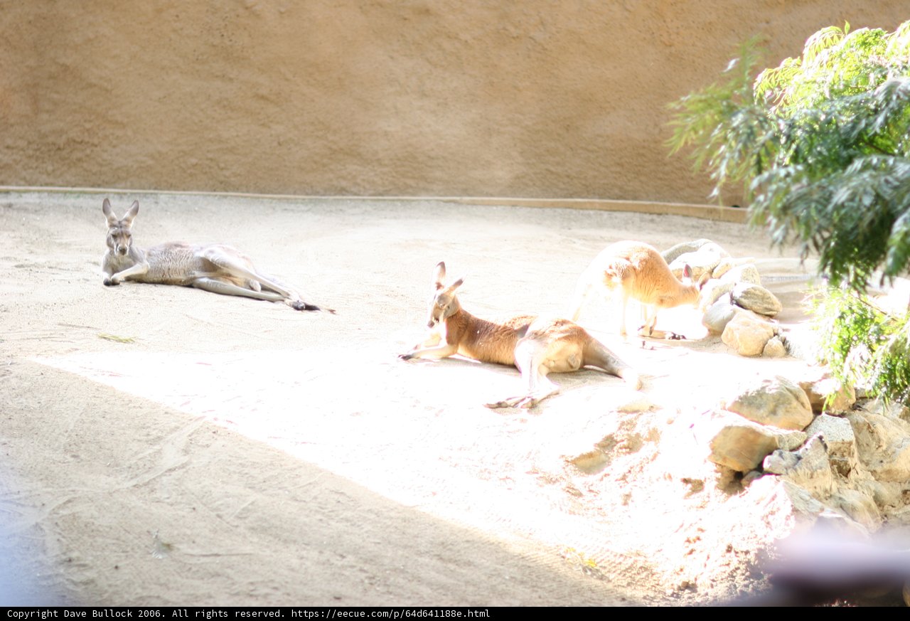 Animals at Rest